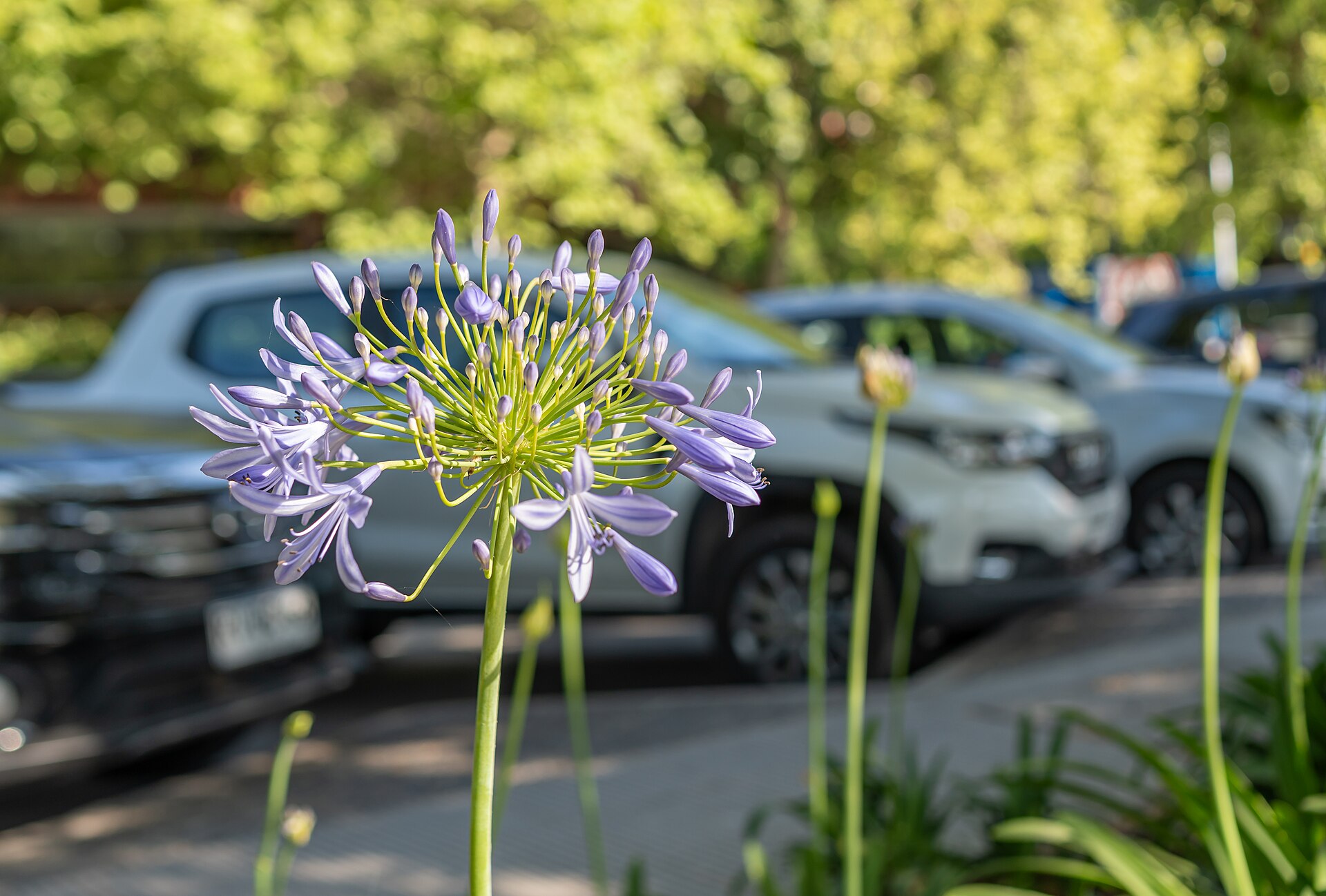 Jardines y áreas verdes – Parque Bicentenario